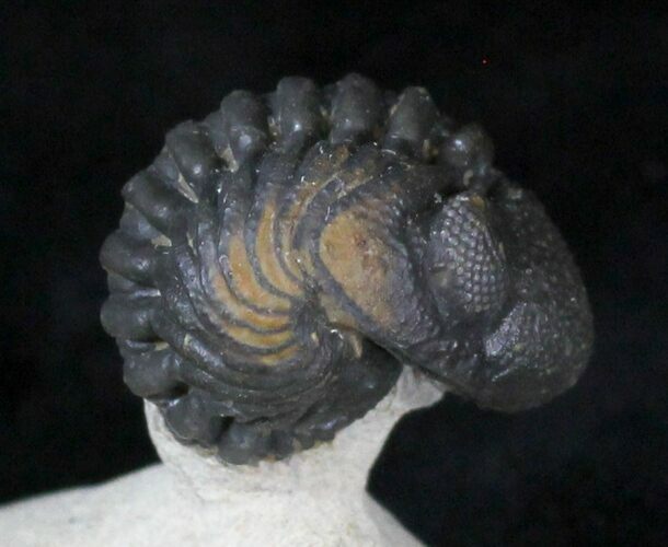 Enrolled Morocops Trilobite - Foum Zguid, Morocco #28144